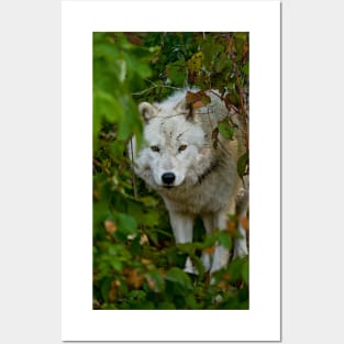 Arctic Wolf Posters and Art